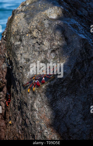 Grapsus grapsus adscensionis, Rote Krabben leben auf Felsen entlang der Westküste von Teneriffa, Kanarische Inseln, Spanien Stockfoto