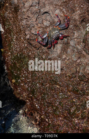 Grapsus grapsus adscensionis, Rote Krabben leben auf Felsen entlang der Westküste von Teneriffa, Kanarische Inseln, Spanien Stockfoto