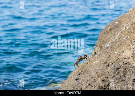 Grapsus grapsus adscensionis, Rote Krabben leben auf Felsen entlang der Westküste von Teneriffa, Kanarische Inseln, Spanien Stockfoto