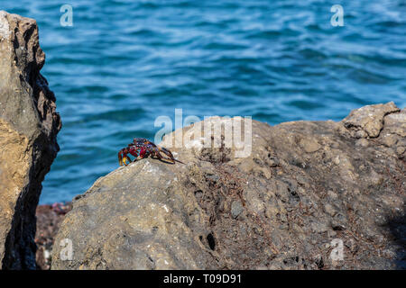 Grapsus grapsus adscensionis, Rote Krabben leben auf Felsen entlang der Westküste von Teneriffa, Kanarische Inseln, Spanien Stockfoto