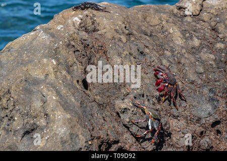 Grapsus grapsus adscensionis, Rote Krabben leben auf Felsen entlang der Westküste von Teneriffa, Kanarische Inseln, Spanien Stockfoto