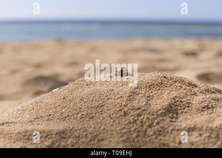 Einsiedlerkrebs klettern auf einem Sandhügel auf der Oberseite an einem weißen Strand Küste in einer entspannten Fotografie Stockfoto