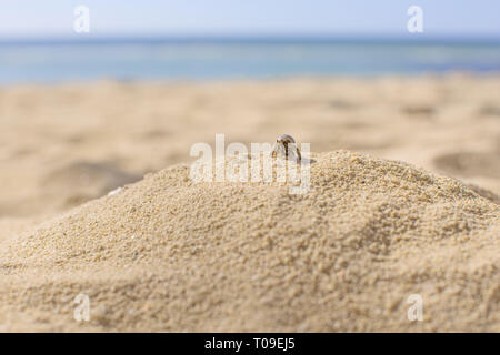 Einsiedlerkrebs klettern auf einem Sandhügel auf der Oberseite an einem weißen Strand Küste in einer entspannten Fotografie Stockfoto