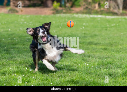 Ein männlicher Saluki und Border Collie Mischling Lurcher Hund laufen und spielen in einem Park mit einer Kugel im Frühjahr in Großbritannien. Stockfoto