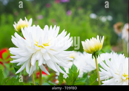 Dahlia Blumen im Garten. Stockfoto