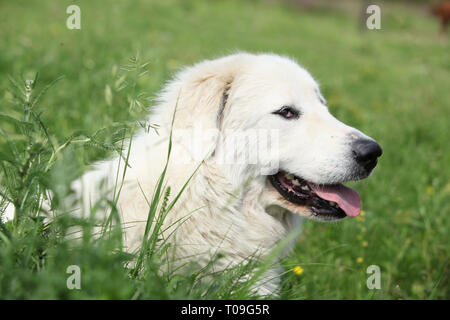 Pyrenean Mountain Dog lächelnd und im Gras liegend Stockfoto
