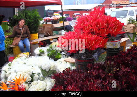 Plaza de Mercado de Paloquemao, Blumenmarkt im Norden von Bogota, Kolumbien Stockfoto