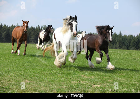 Charge von Irish Cobs in Freiheit Stockfoto