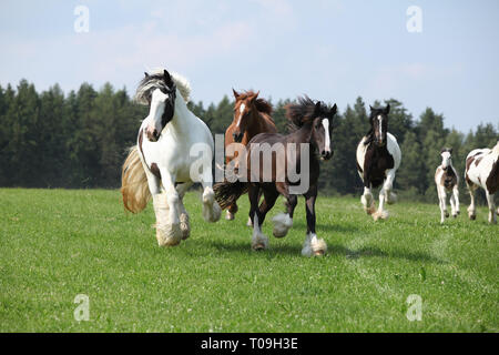 Charge von wunderschönen Irish Cobs in Freiheit Stockfoto