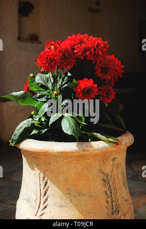 Rote Blumen in einem Topf für Außen Dekoration. Stockfoto