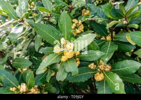 Bay Tree mit blühen Blumen im Frühling. Laurus nobilis Stockfoto