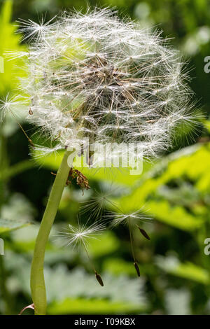 Nahaufnahme Detail einer Aussaat Löwenzahn Blume Kopf (Taraxacum officinale), Wind zersteuung Mechanismus auf einzelnen Samen. Stockfoto