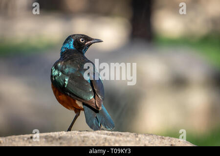 VALENCIA, Spanien - 26. Februar: Hervorragende Spreo Starling (Lamprotornis superbus) an der Bioparc Valencia Spanien am 26. Februar 2019 Stockfoto