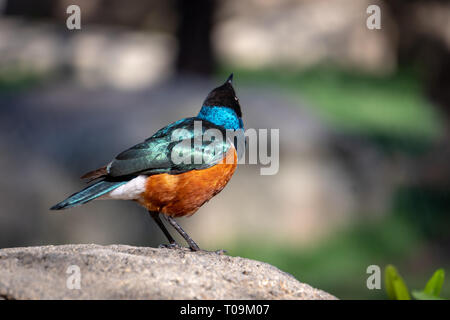 VALENCIA, Spanien - 26. Februar: Hervorragende Spreo Starling (Lamprotornis superbus) an der Bioparc Valencia Spanien am 26. Februar 2019 Stockfoto