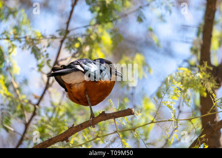 VALENCIA, Spanien - 26. Februar: Hervorragende Spreo Starling (Lamprotornis superbus) an der Bioparc Valencia Spanien am 26. Februar 2019 Stockfoto