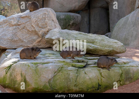 VALENCIA, Spanien - 26. Februar: Klippschliefer im Bioparc Valencia Spanien am 26. Februar 2019 Stockfoto