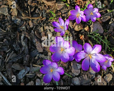 Gruppe der blühenden lila Krokusse im Rindenmulch, Ansicht von oben Stockfoto