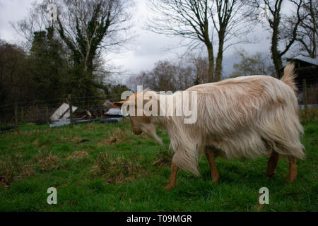 Goldene Guernsey Ziege Erkundung in einem Feld. Stockfoto