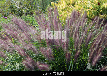 Eine blühende Cluster von roten Kopf chinesische Brunnen Gras vor der grün im Sommer Stockfoto