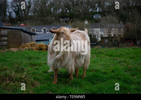 Goldene Guernsey Ziege Erkundung in einem Feld. Stockfoto