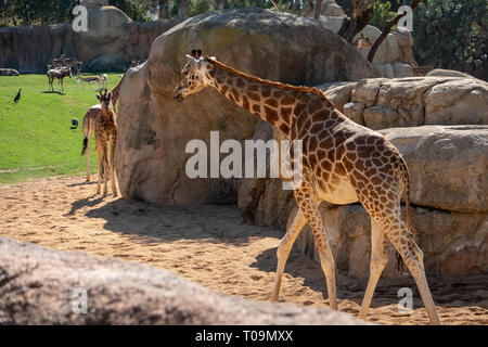 VALENCIA, Spanien - 26. Februar: Afrikanische Giraffen im Bioparc Valencia Spanien am 26. Februar 2019 Stockfoto