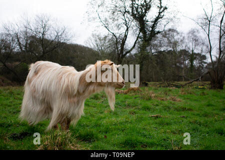 Goldene Guernsey Ziege Erkundung in einem Feld. Stockfoto