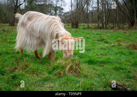 Goldene Guernsey Ziege Erkundung in einem Feld. Stockfoto