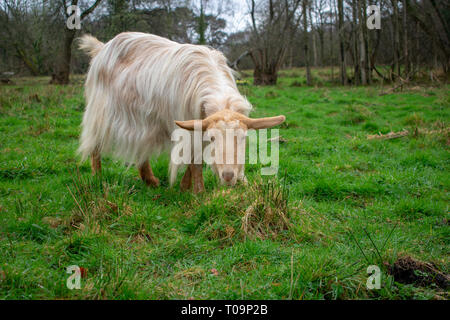 Goldene Guernsey Ziege Erkundung in einem Feld. Stockfoto