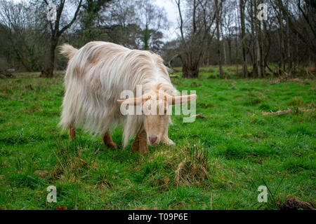 Goldene Guernsey Ziege Erkundung in einem Feld. Stockfoto