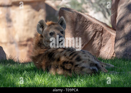 VALENCIA, Spanien - 26. Februar: Watchful Hyäne im Bioparc Valencia Spanien am 26. Februar 2019 Stockfoto