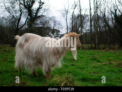 Goldene Guernsey Ziege Erkundung in einem Feld. Stockfoto