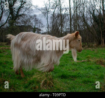 Goldene Guernsey Ziege Erkundung in einem Feld. Stockfoto