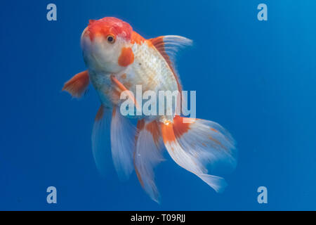 Oranda Goldfisch (Carassius Auratus) Schwimmen im blauen Wasser Umwelt Stockfoto