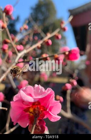 Peking, China. 13 Mär, 2019. Foto mit einem Handy aufgenommen zeigt eine Biene sammelt Honig in Xiangshan Park in Peking, der Hauptstadt von China, 13. März 2019. Credit: Yin Dongxun/Xinhua/Alamy leben Nachrichten Stockfoto