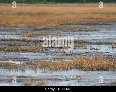 Brachvögel Fütterung auf die Gezeiten Wattenmeer auf der Insel von Lindisfarne (Heilige Insel) von der Northumbrian Küste im Norden von England, UK, GB. T 1. Stockfoto