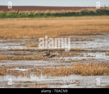 Brachvögel Fütterung auf die Gezeiten Wattenmeer auf der Insel von Lindisfarne (Heilige Insel) von der Northumbrian Küste im Norden von England, UK, GB. T 1. Stockfoto