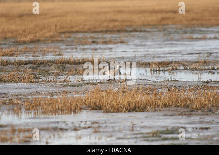 Brachvögel Fütterung auf die Gezeiten Wattenmeer auf der Insel von Lindisfarne (Heilige Insel) von der Northumbrian Küste im Norden von England, UK, GB. T 1. Stockfoto