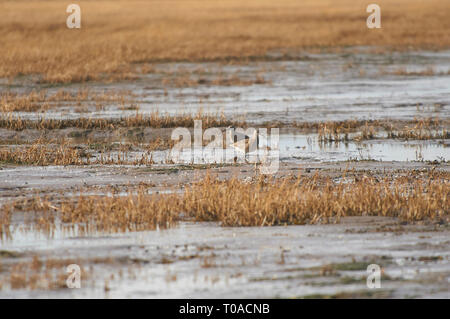 Brachvögel Fütterung auf die Gezeiten Wattenmeer auf der Insel von Lindisfarne (Heilige Insel) von der Northumbrian Küste im Norden von England, UK, GB. T 1. Stockfoto