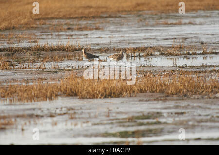 Brachvögel Fütterung auf die Gezeiten Wattenmeer auf der Insel von Lindisfarne (Heilige Insel) von der Northumbrian Küste im Norden von England, UK, GB. T 1. Stockfoto