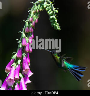 Kommt von unten eine feurig-throated hummingbird fährt in Position für einen Drink von Nektar Stockfoto