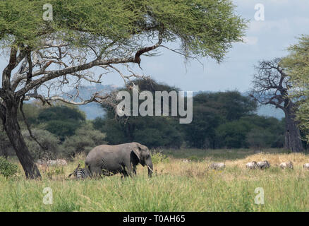 Afrikanischer Elefant, Loxodonta africana, Spaziergänge unter einer gemischten Herden von Zebras und Gnus im Tarangire Nationalpark, Tansania Stockfoto