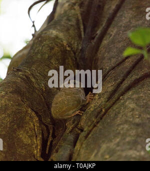 Ein tarsius auf einem Baum in der Nacht in Sulawesi Stockfoto