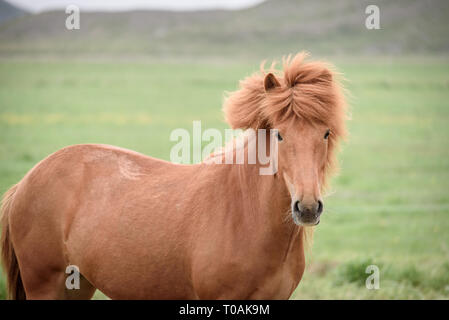 Chestnut Pferd mit schönen Frisur. Weide in Island Stockfoto