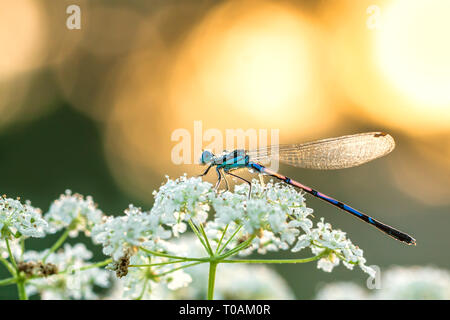 Dragonfly sitzen auf weiße Blumen, Wildnis. Sonnenaufgang über eine Frühlingswiese Stockfoto