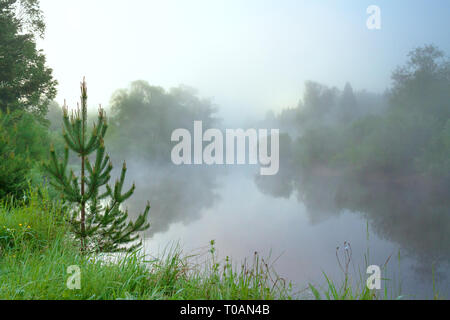 Sommer ländliche Landschaft mit Fluss, Nebel, Wald bei Sonnenaufgang Stockfoto