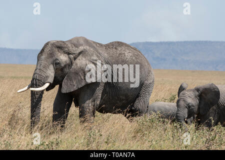 Erwachsener und Kalb Afrikanischer Elefant, Loxodonta africana, in der Serengeti National Park, Tansania Stockfoto