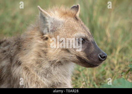Juvenile Hyäne, Crocuta crocuta, in der Trans Mara Gebiet westlich von maasi Mara National Reserve, Kenia entdeckt Stockfoto