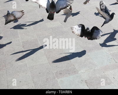 Tauben im Flug werfen ihre Schatten auf den Fliesenboden. Stockfoto