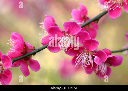 Prunus japanische Aprikose 'Beni - chidori'. Duftende Blüten von Prunus 'Beni - chidori', auch Japanische Aprikose, im späten Winter, Großbritannien Stockfoto