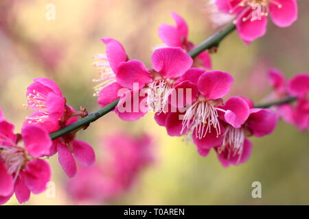 Prunus japanische Aprikose 'Beni - chidori'. Duftende Blüten von Prunus 'Beni - chidori', auch Japanische Aprikose, im späten Winter, Großbritannien Stockfoto